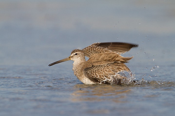 Kleiner Schlammlufer Limnodromus griseus Short-billed Dowitcher 